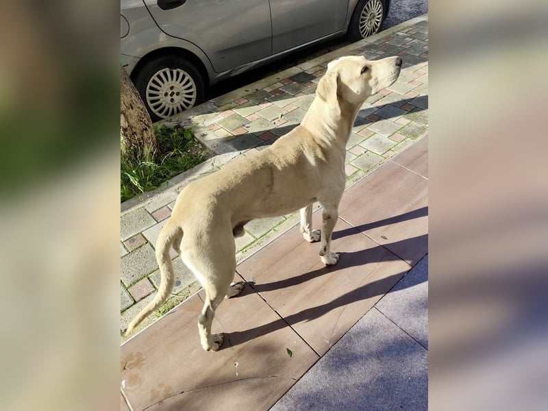 Der ruhige und schöne mit den unglaublich blauen Augen SKY sucht ein Zuhause