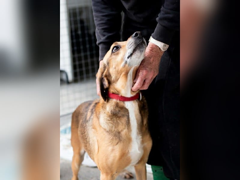 Sanfter und anhänglicher Rüde DIRK sucht eine Familie