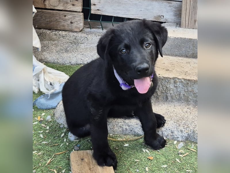 Balu