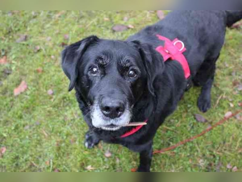 Apollo, Labrador, geb. 2015, für ihn suchen wir Menschen mit Herz, Geduld und einem gemütlichen Lebe