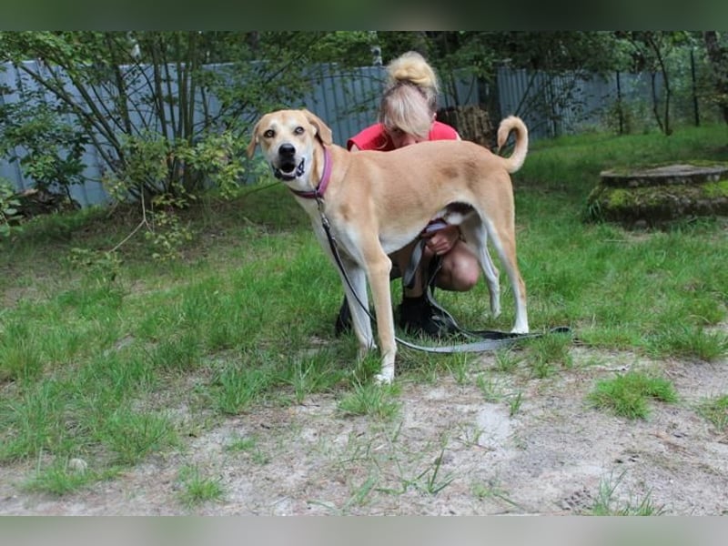 Klaas Knopf, Labrador-Kangal-Mix, geb. 2024