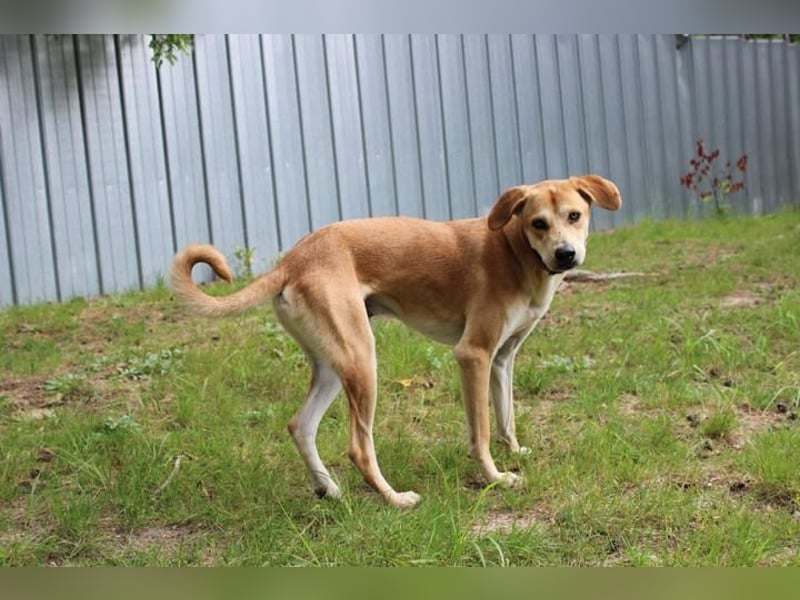 Klaas Knopf, Labrador-Kangal-Mix, geb. 2024