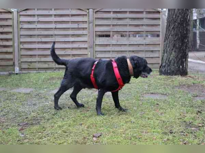Apollo, Labrador, geb. 2015, für ihn suchen wir Menschen mit Herz, Geduld und einem gemütlichen Lebe