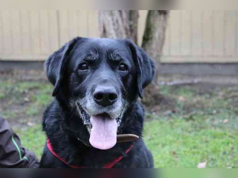Apollo, Labrador, geb. 2015, für ihn suchen wir Menschen mit Herz, Geduld und einem gemütlichen Lebe