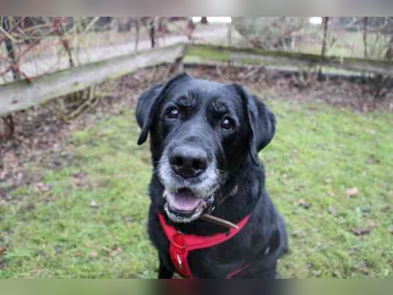Apollo, Labrador, geb. 2015, für ihn suchen wir Menschen mit Herz, Geduld und einem gemütlichen Lebe