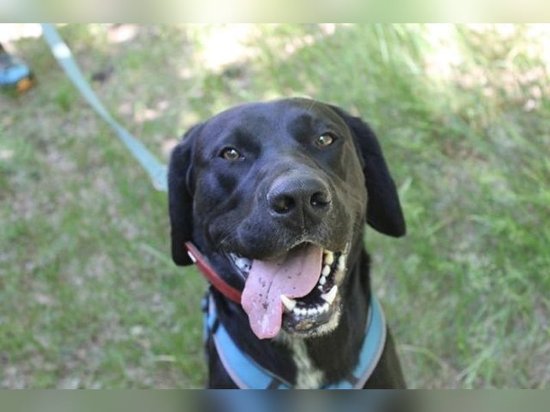 Elvis, Labrador-Deutsch Kurzhaar-Mix, geb. 2023, großer, sportlicher Familienhund