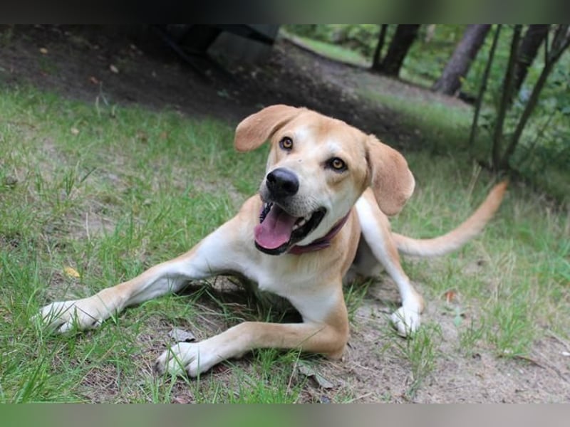 Klaas Knopf, Labrador-Kangal-Mix, geb. 2024