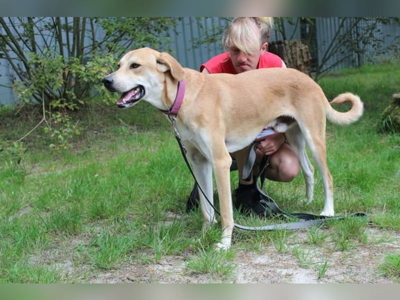 Klaas Knopf, Labrador-Kangal-Mix, geb. 2024