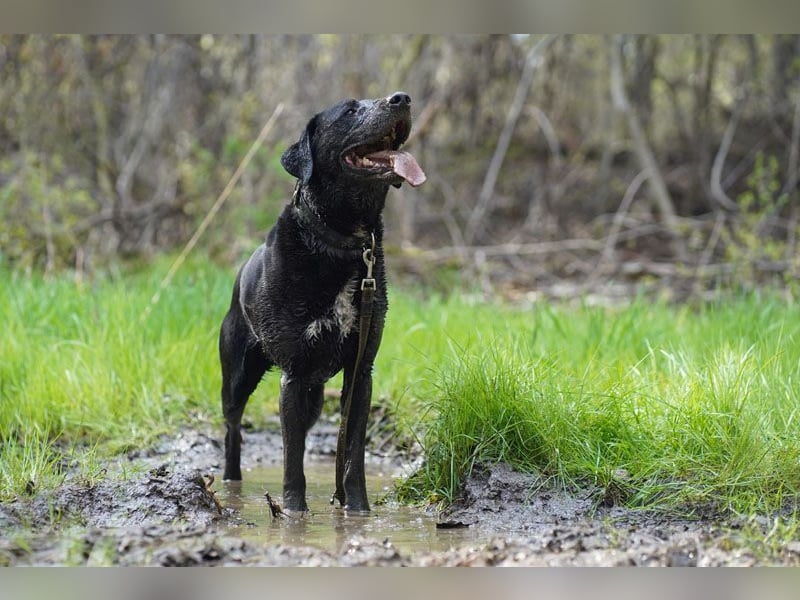 Buddy, sucht erfahrene Hundehalter