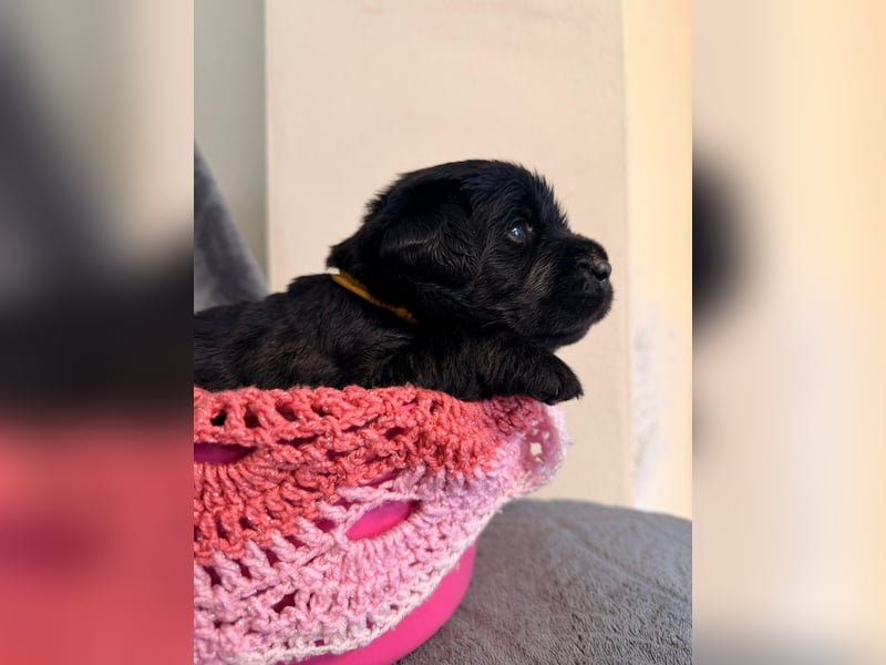Labrador Retriever Welpen aus VDH/LCD-Zucht (FCI)