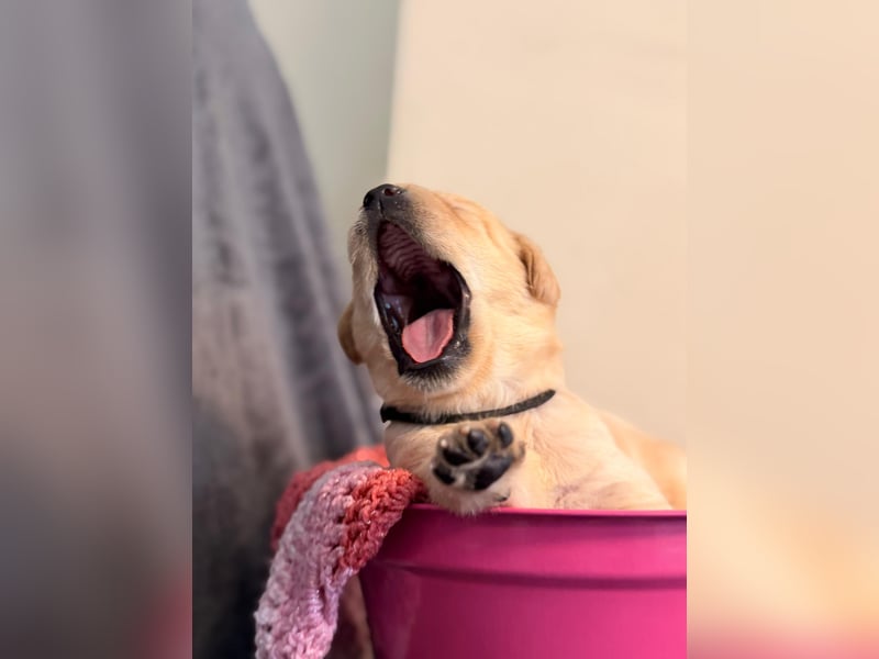 Labrador Retriever Welpen aus VDH/LCD-Zucht (FCI)