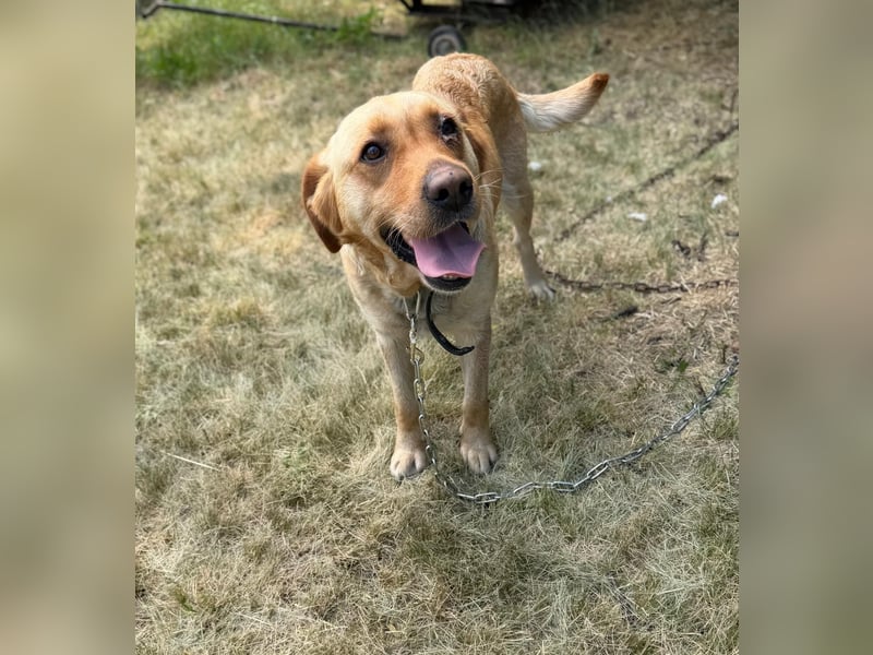 Lisel - liebe Labrador-Mischlingshündin