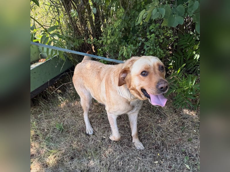 Lisel - liebe Labrador-Mischlingshündin