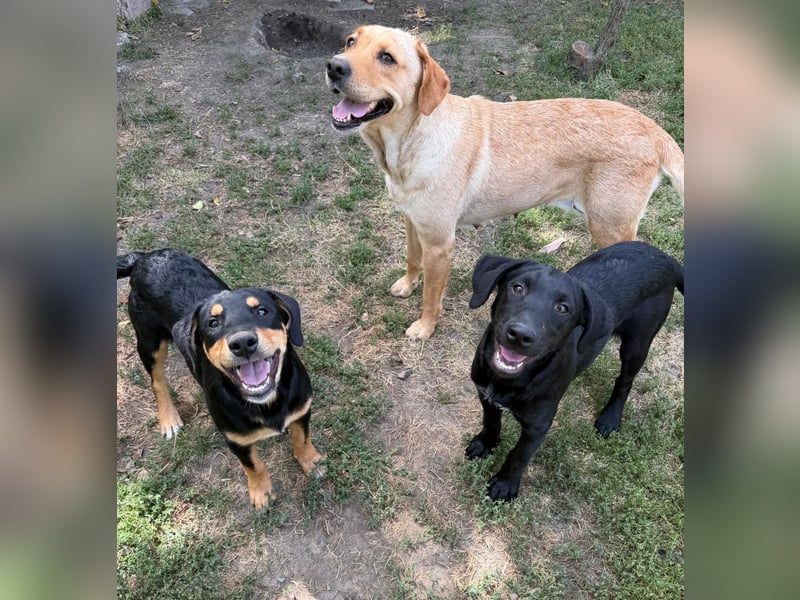Lisel - liebe Labrador-Mischlingshündin