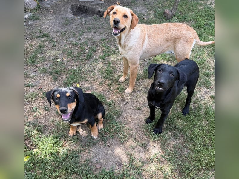 Lisel - liebe Labrador-Mischlingshündin