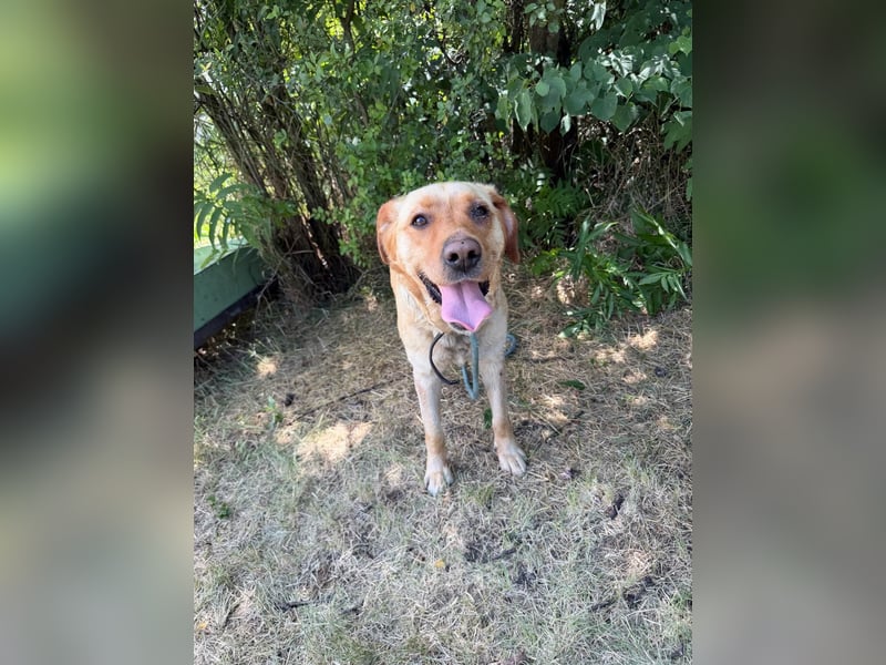 Lisel - liebe Labrador-Mischlingshündin