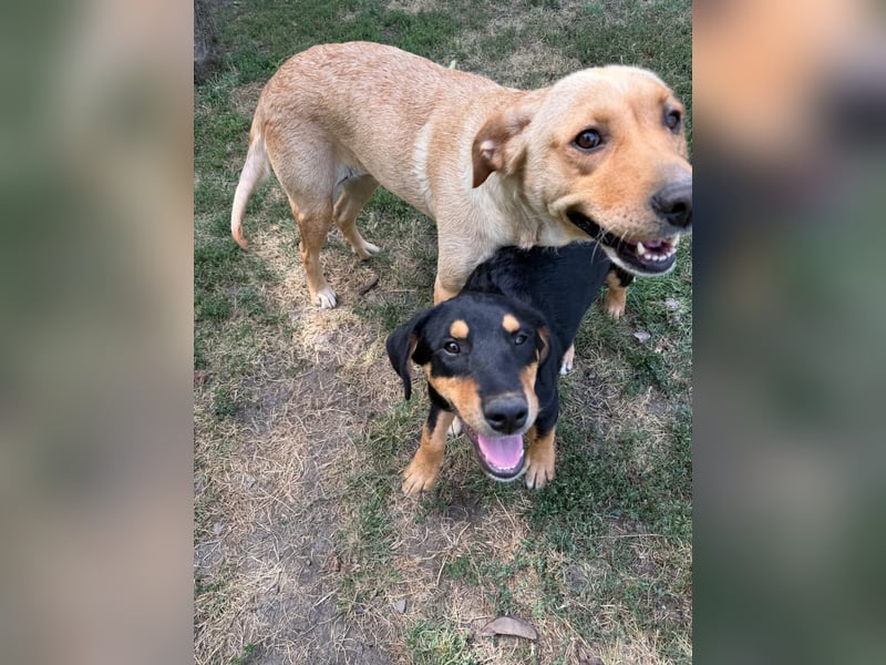 Lisel - liebe Labrador-Mischlingshündin