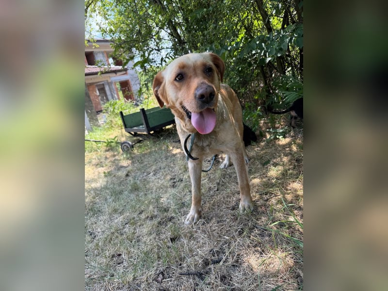 Lisel - liebe Labrador-Mischlingshündin