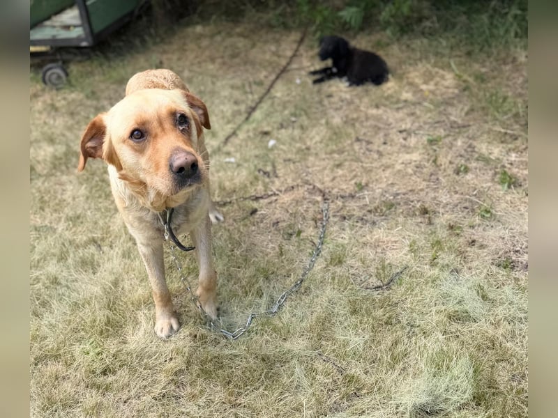 Lisel - liebe Labrador-Mischlingshündin