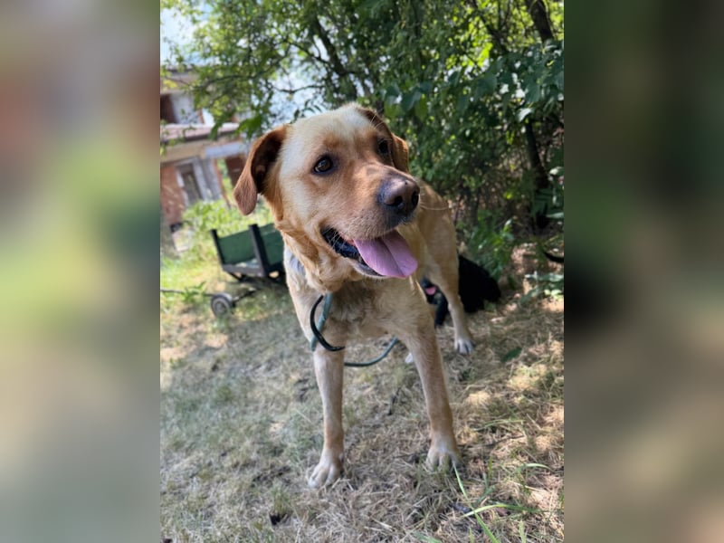 Lisel - liebe Labrador-Mischlingshündin
