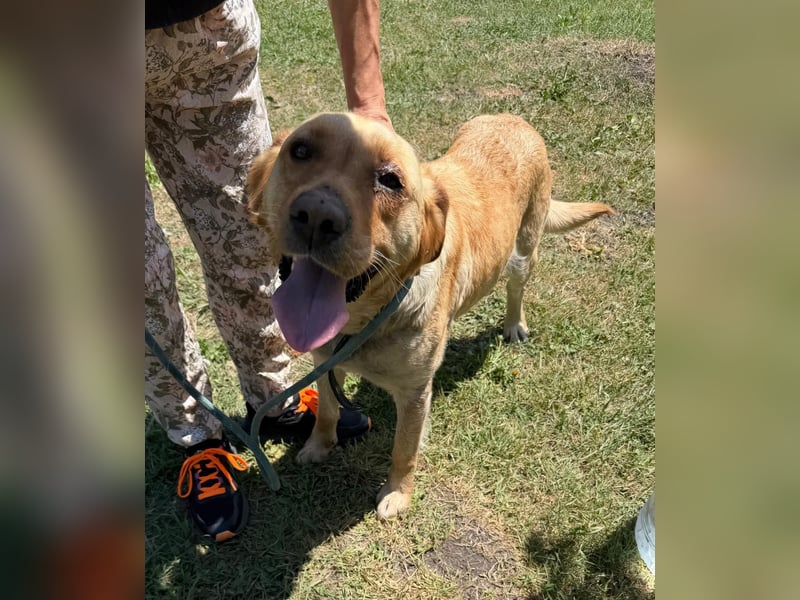 Lisel - liebe Labrador-Mischlingshündin