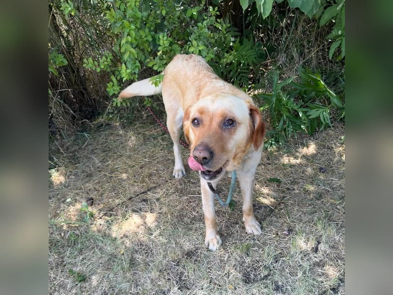 Lisel - liebe Labrador-Mischlingshündin