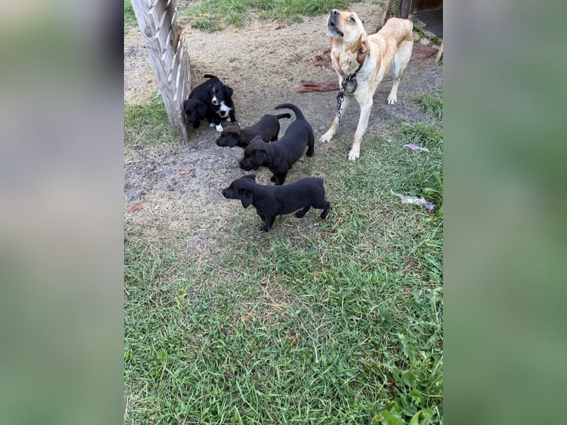 Lisel - liebe Labrador-Mischlingshündin