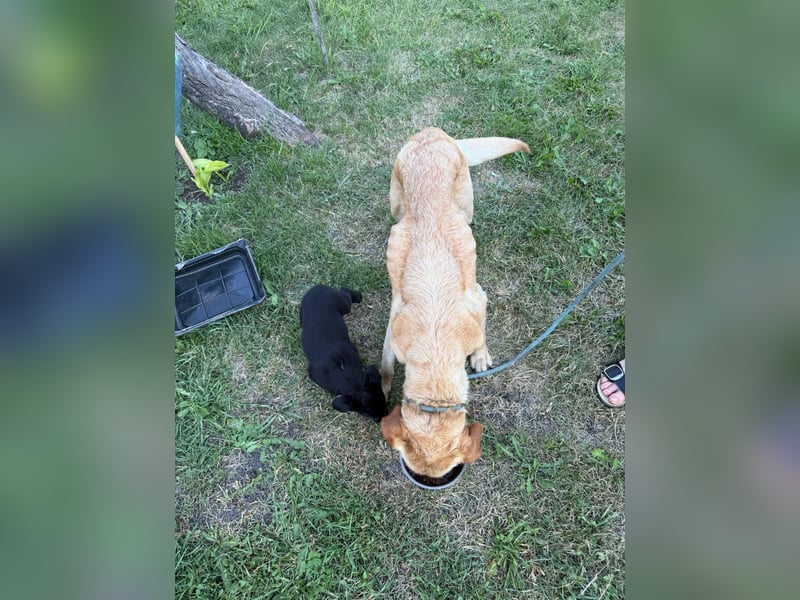 Lisel - liebe Labrador-Mischlingshündin