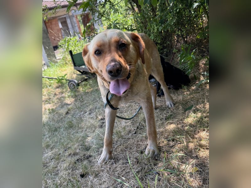 Lisel - liebe Labrador-Mischlingshündin