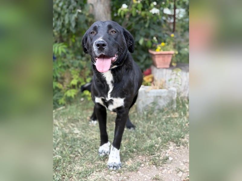 Ziba KK – Schwarze Schönheit möchte Einzelprinzessin werden