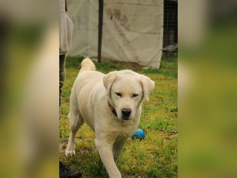 Dömper LM – Treuer Riese zum Verlieben