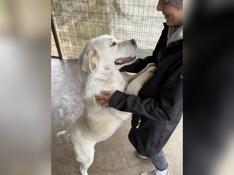Dömper LM – Treuer Riese zum Verlieben