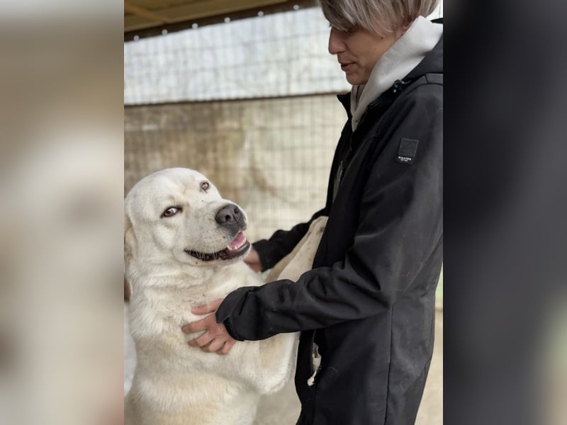 Dömper LM – Treuer Riese zum Verlieben