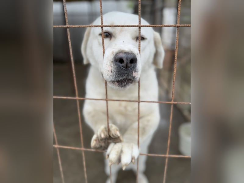 Dömper LM – Treuer Riese zum Verlieben