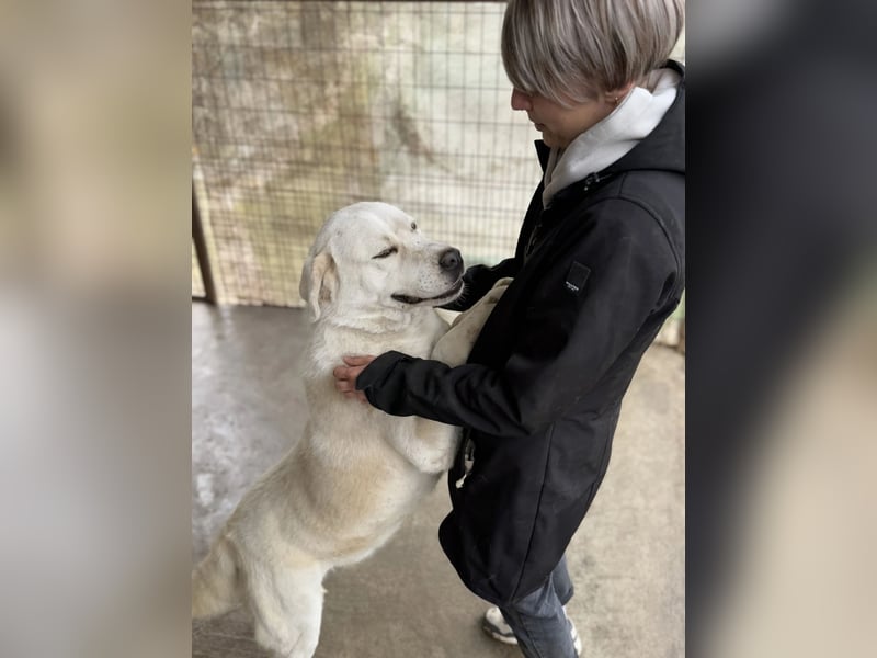 Dömper LM – Treuer Riese zum Verlieben