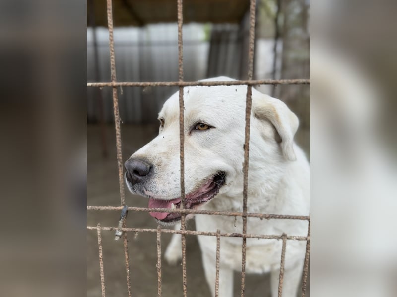 Dömper LM – Treuer Riese zum Verlieben