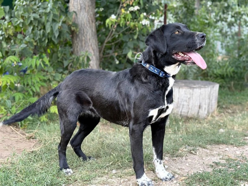 Ziba KK – Schwarze Schönheit möchte Einzelprinzessin werden