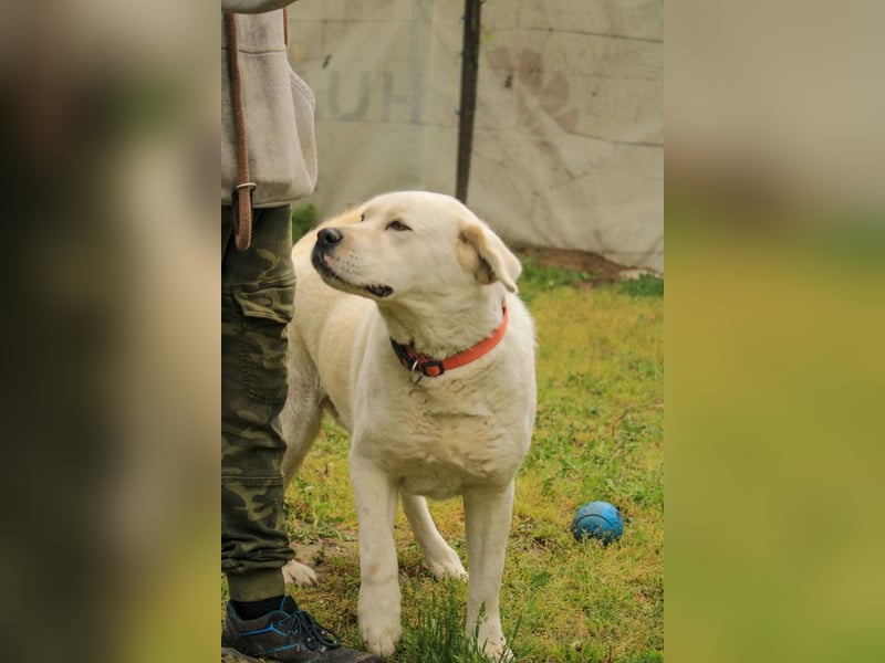 Dömper LM – Treuer Riese zum Verlieben