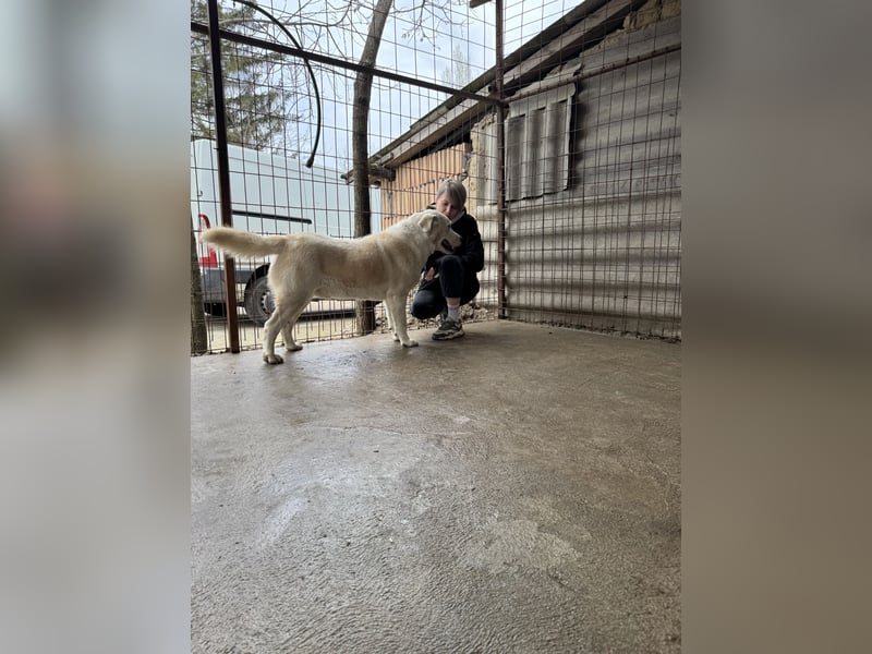 Dömper LM – Treuer Riese zum Verlieben