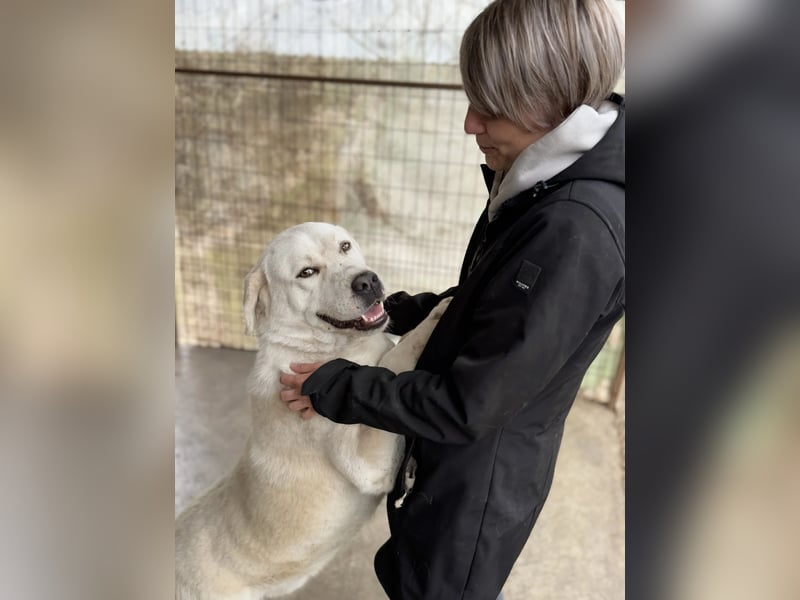 Dömper LM – Treuer Riese zum Verlieben