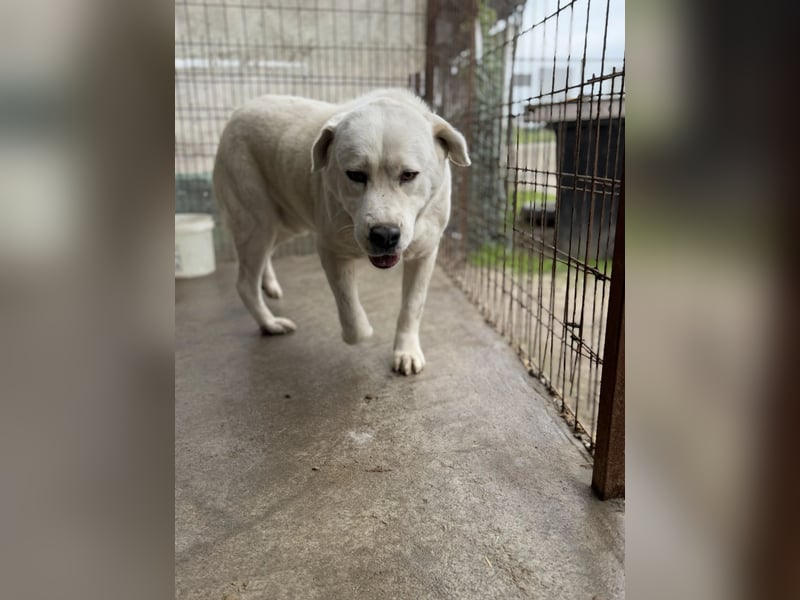 Dömper LM – Treuer Riese zum Verlieben