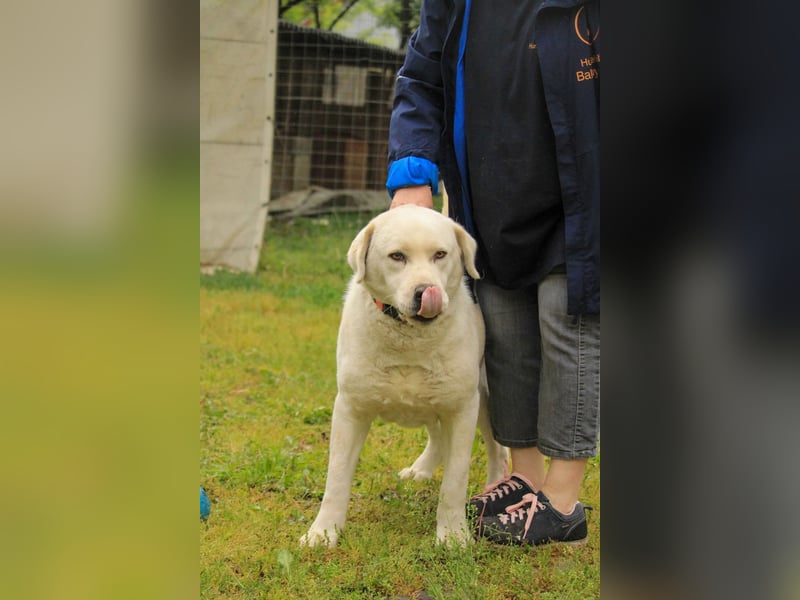 Dömper LM – Treuer Riese zum Verlieben