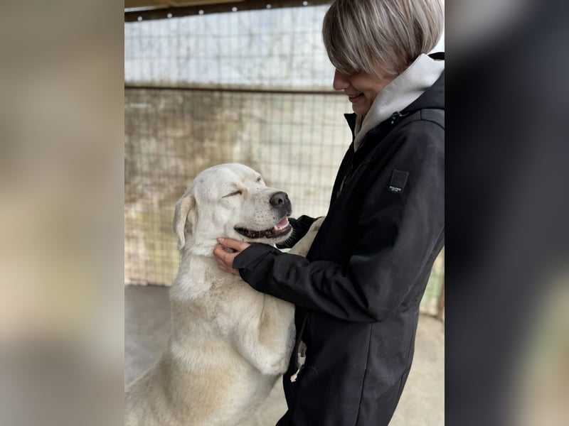 Dömper LM – Treuer Riese zum Verlieben