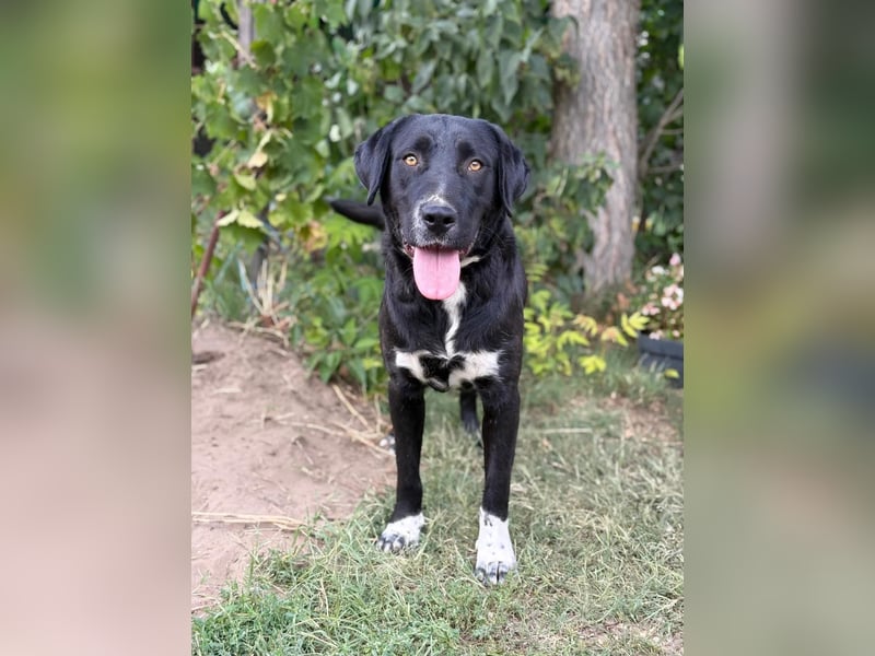 Ziba KK – Schwarze Schönheit möchte Einzelprinzessin werden