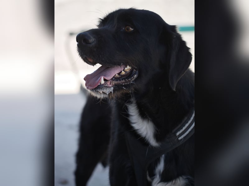 Dibala - ein Herz aus purem Gold