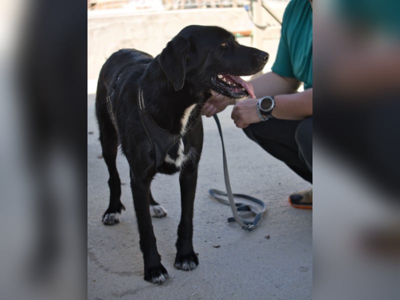 Dibala - ein Herz aus purem Gold