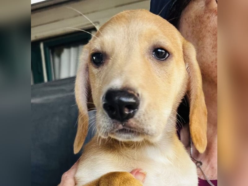 Yael - anmutiges Hundekind mit dem großen Herzen