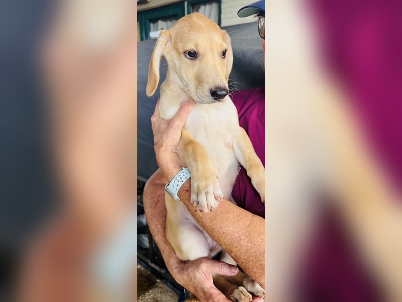 Yael - anmutiges Hundekind mit dem großen Herzen