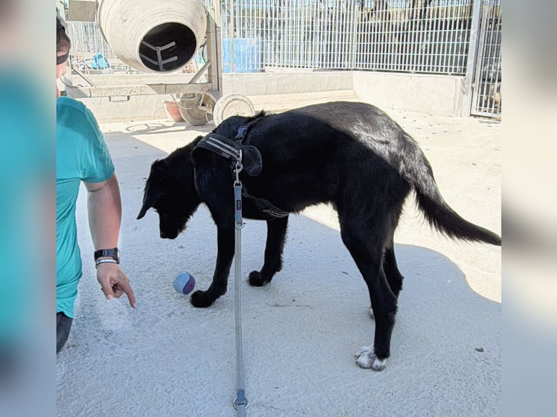 Dibala - ein Herz aus purem Gold