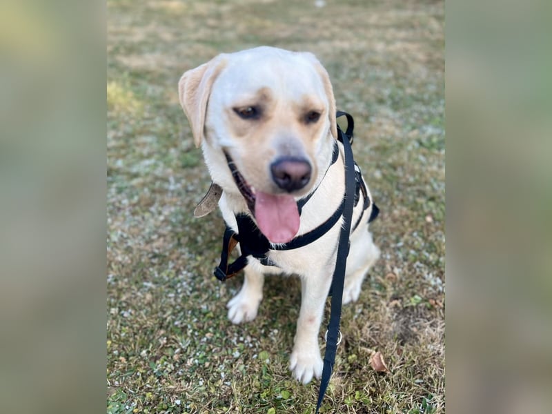 Sanfter Labrador Retriever, 3J., gepflegt, stubenrein, kastriert